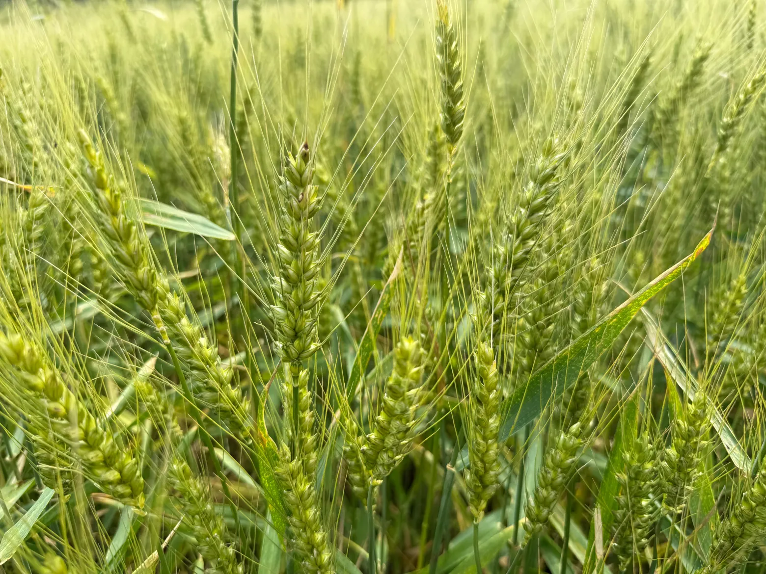 Project No. 12512502 image