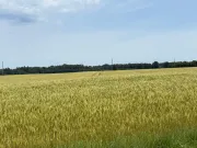 Image alt text