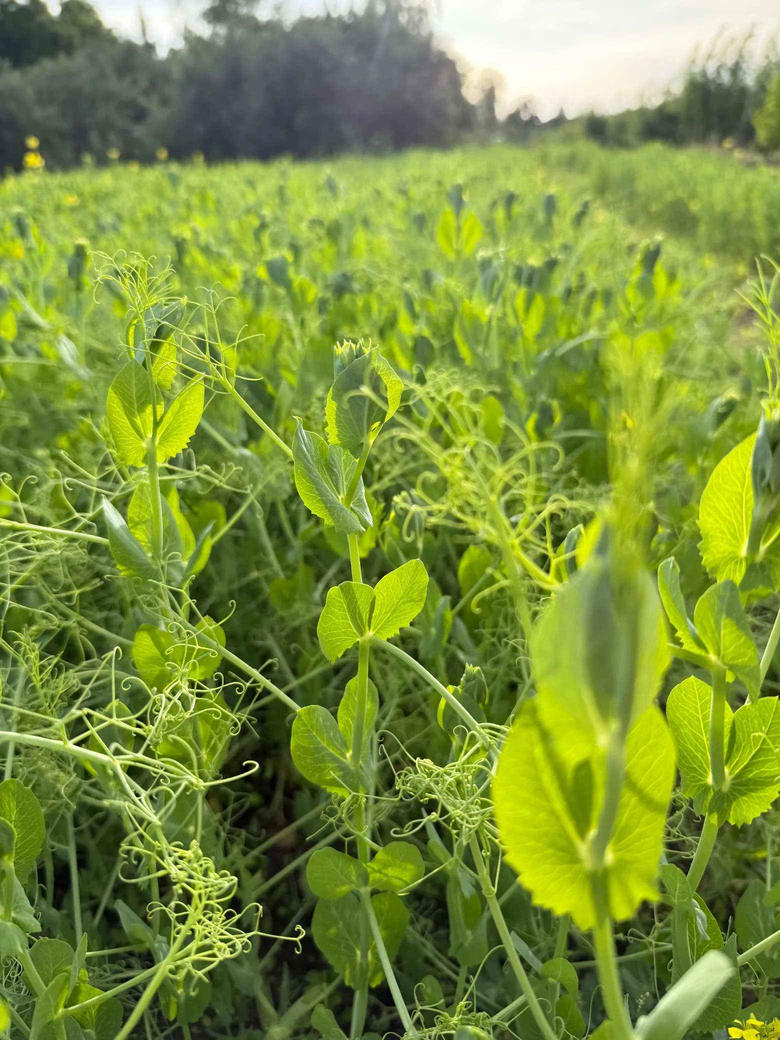 Project No. 12538449 image