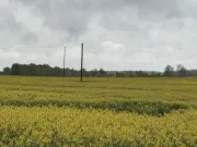 Image alt text