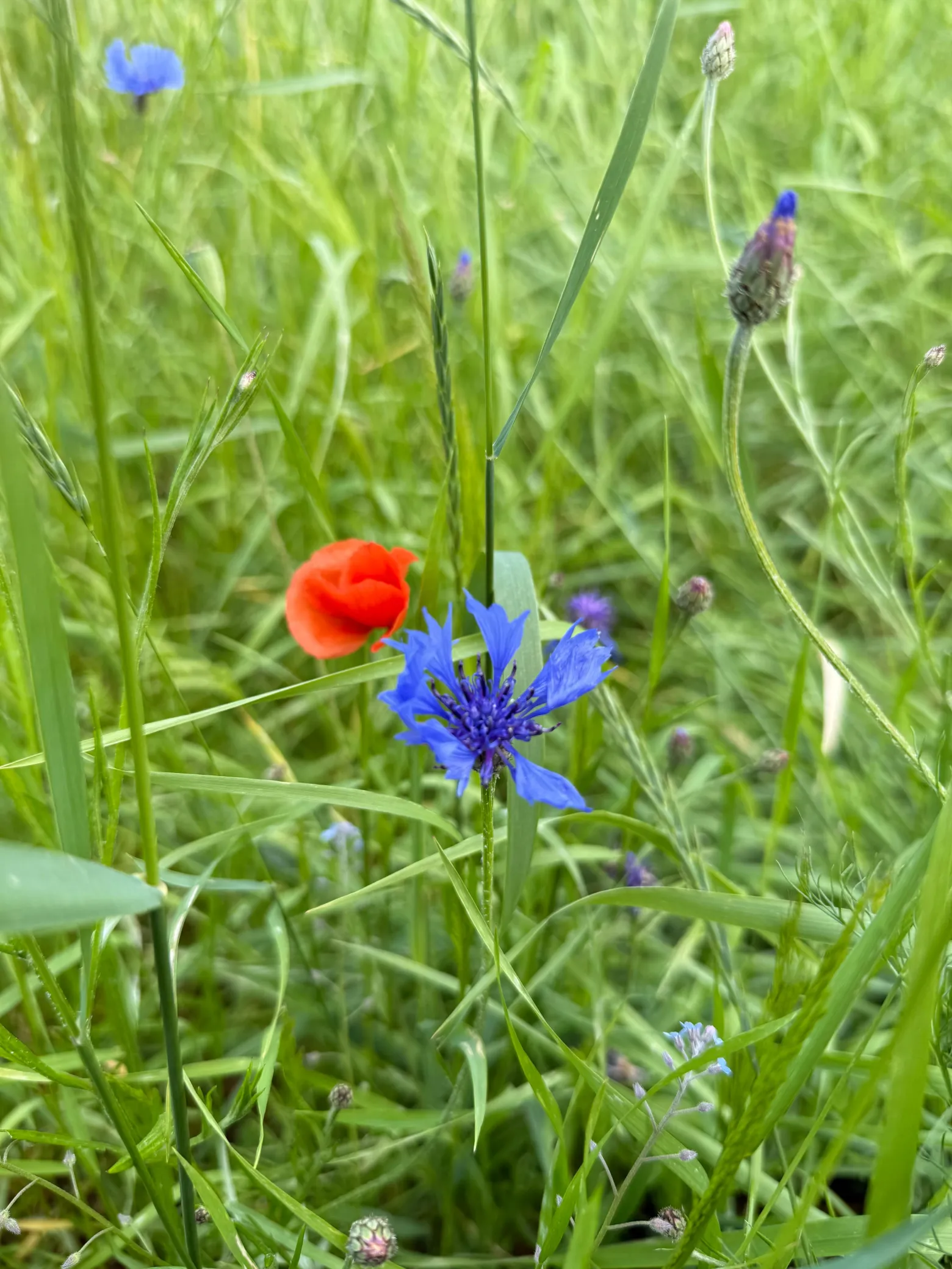 Project No. 12566227 image