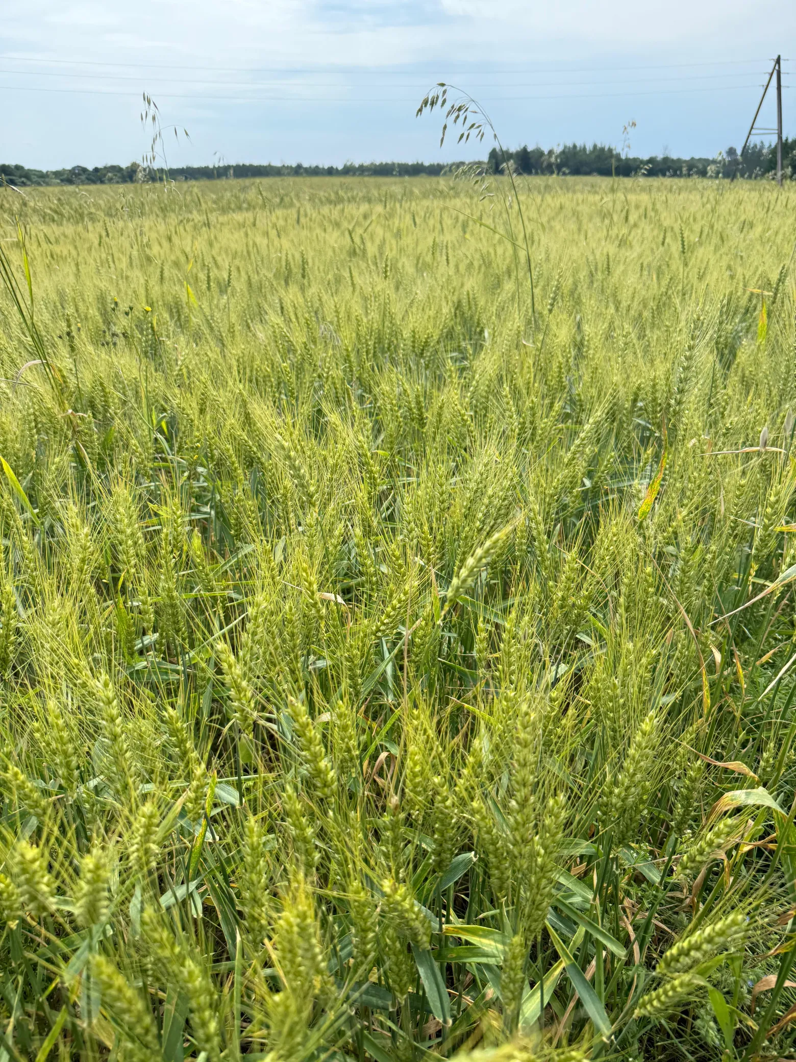 Project No. 12573303 image