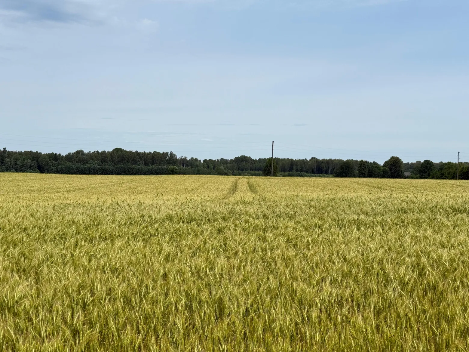 Project No. 12573433 image