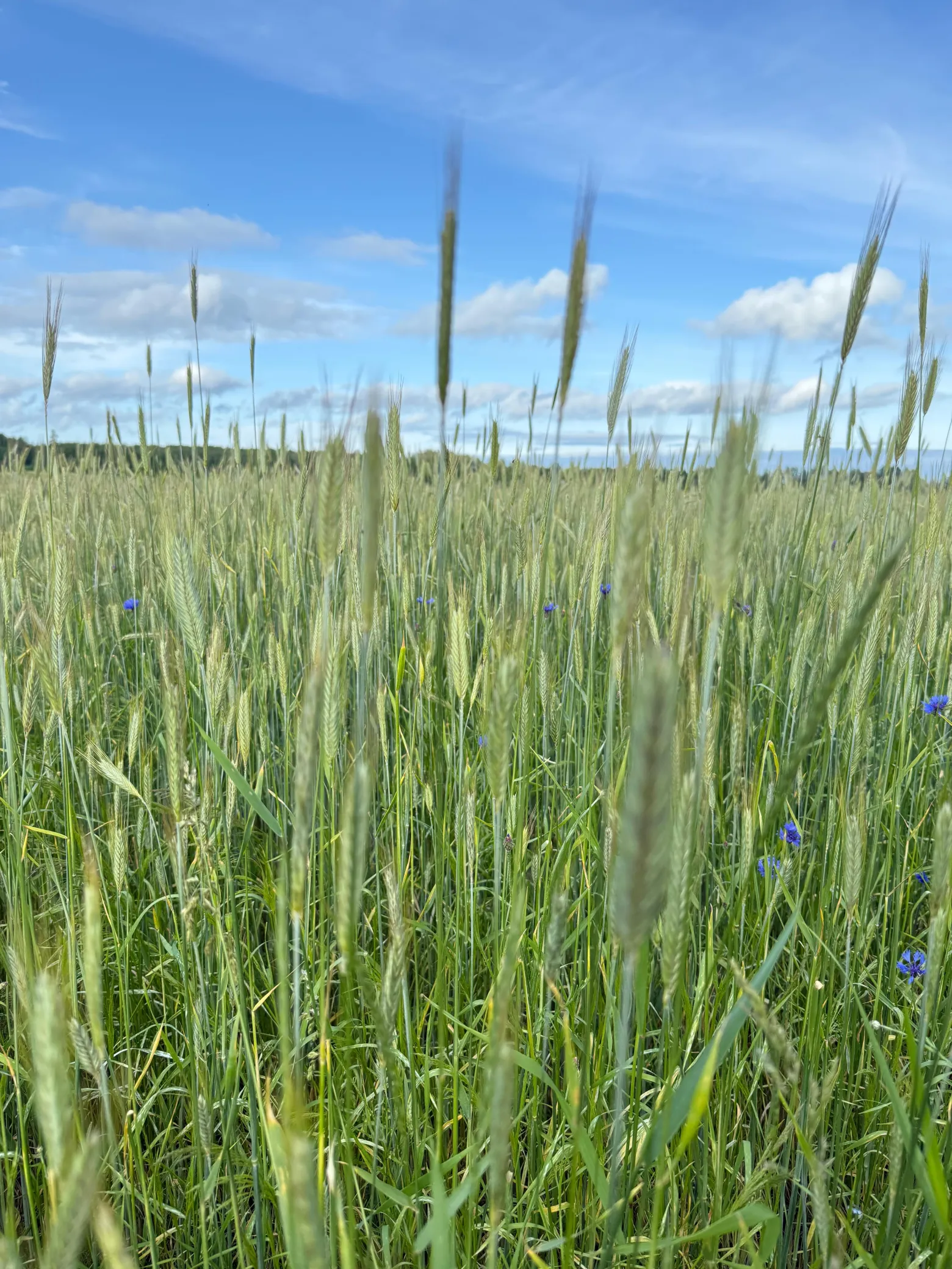 Project No. 12576612 image