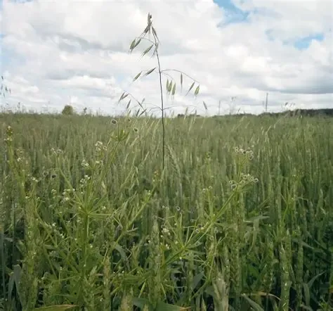 Project No. 12577385 image