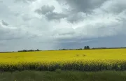 Image alt text