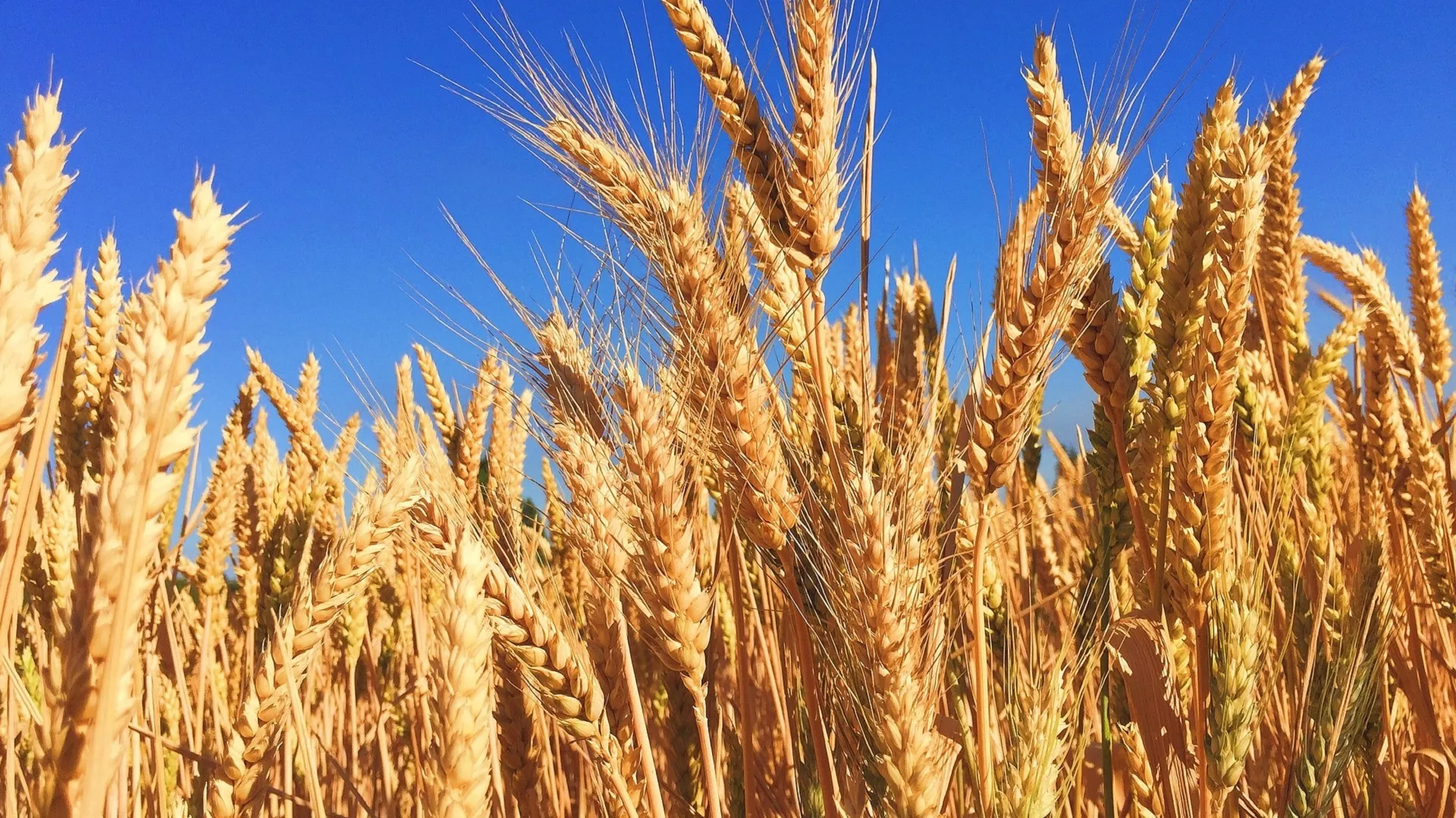 Seasonal financing (wheat)