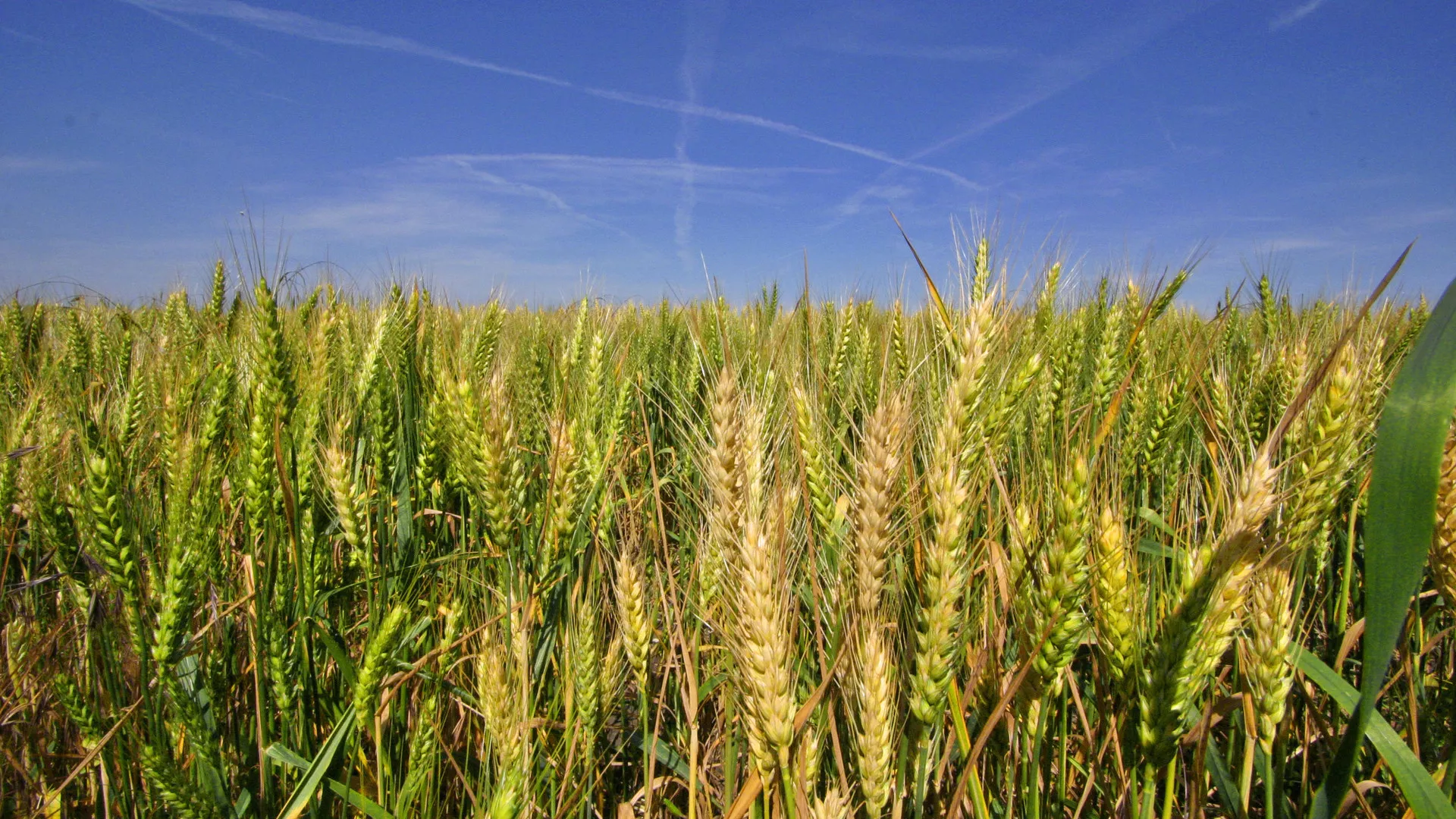 Seasonal financing (summer wheat)