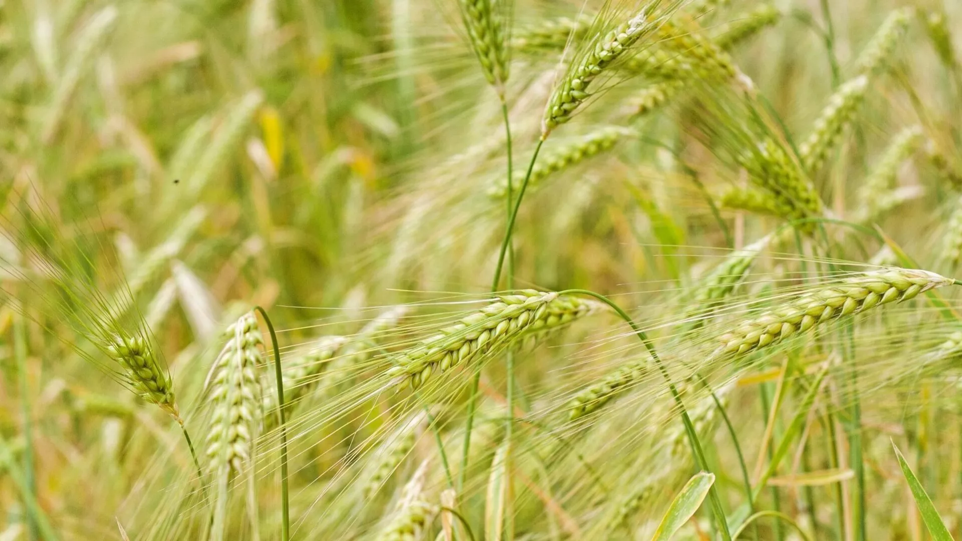 Seasonal financing (summer wheat)