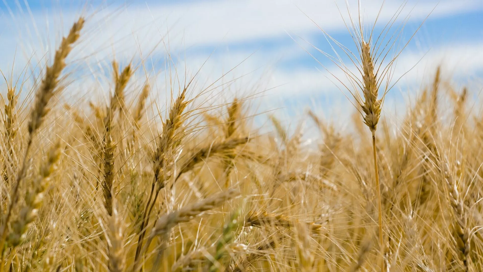 Seasonal funding (Summer wheat & winter barley)