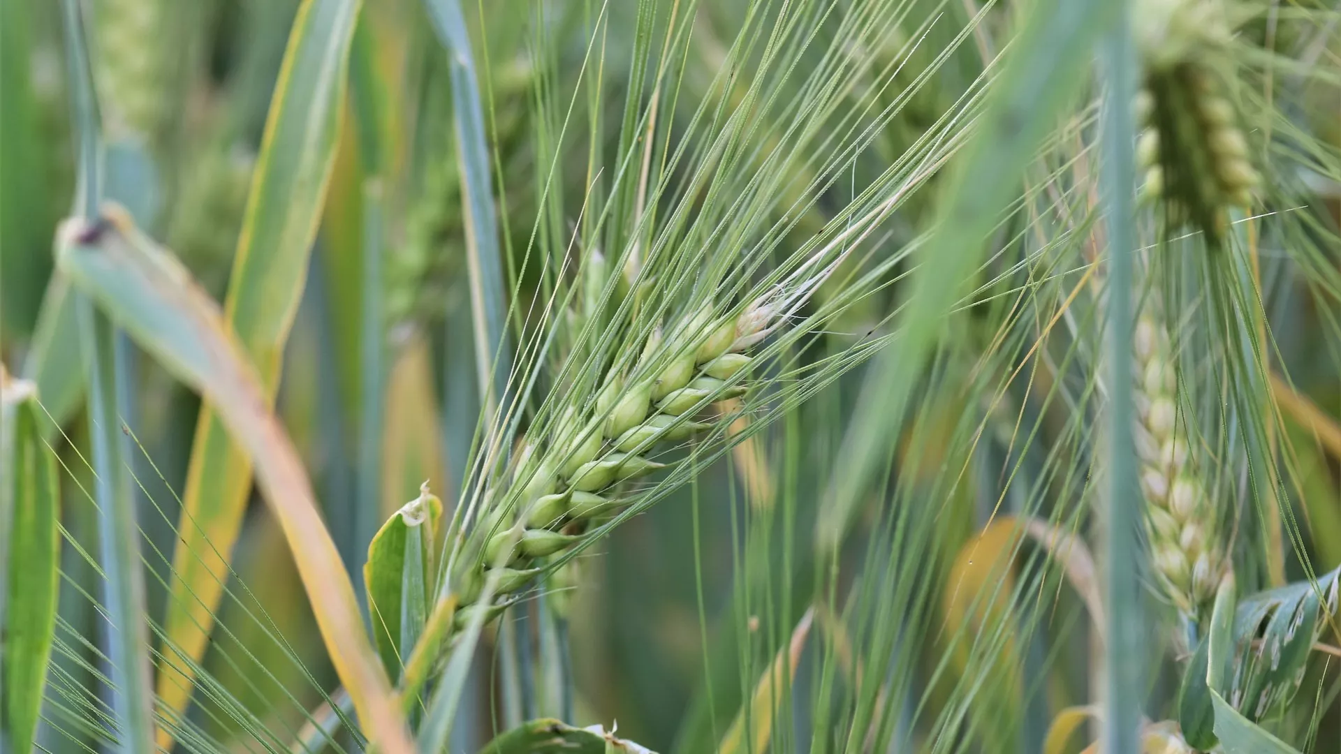 Seasonal funding for purchase of grain harvester