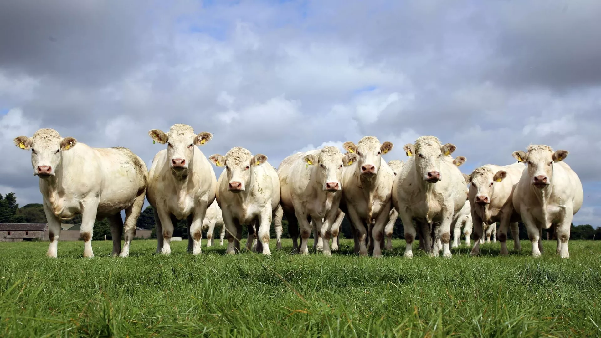 Agricultural loan for beef herd expansion