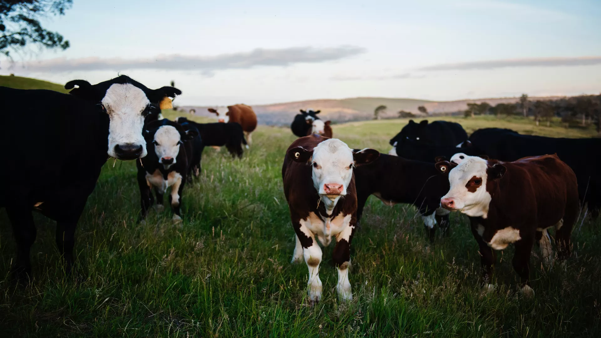 Financing for cattle farm