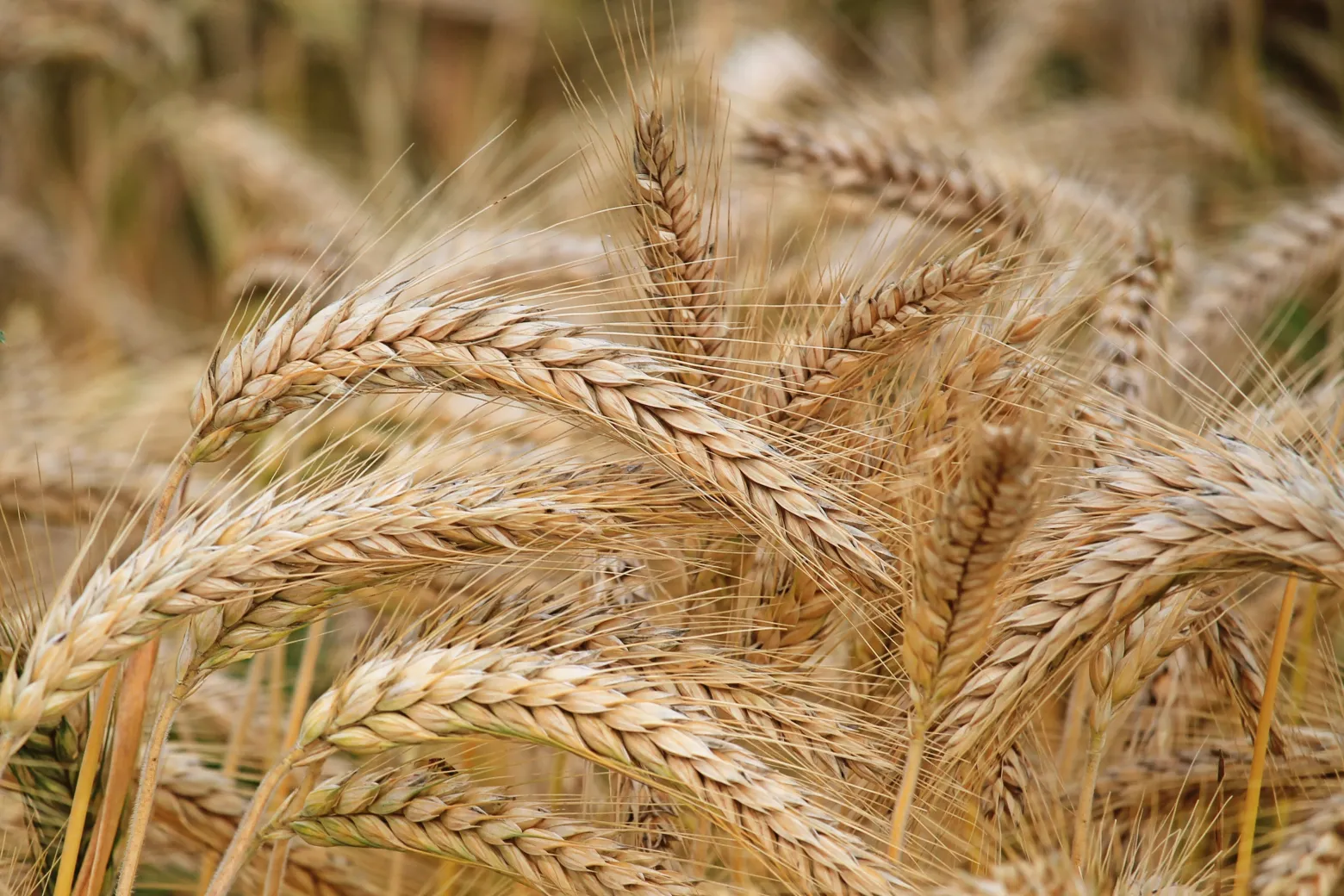 Funding for purchase of machinery