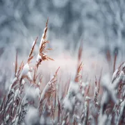 Image alt text