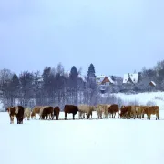 Image alt text