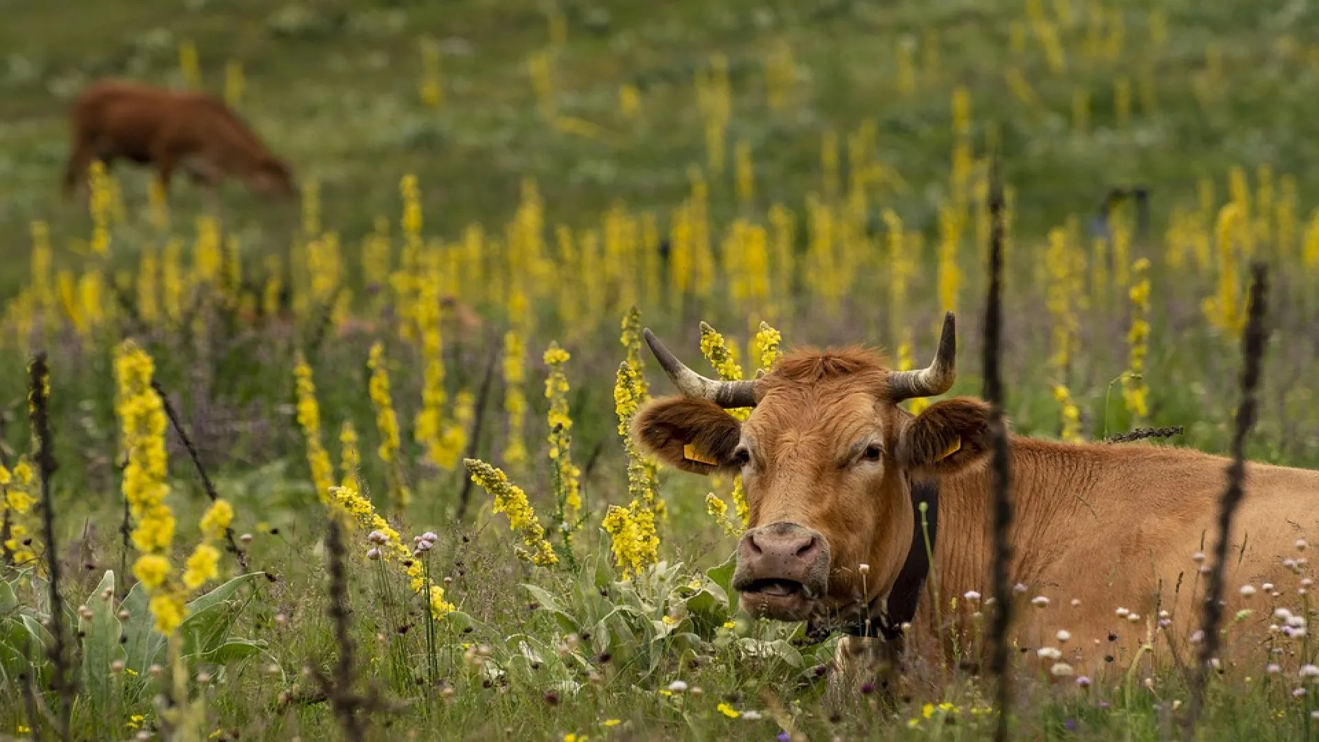 Funding for self-employed farmer