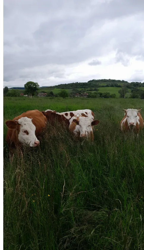 Project No. 32527788 image