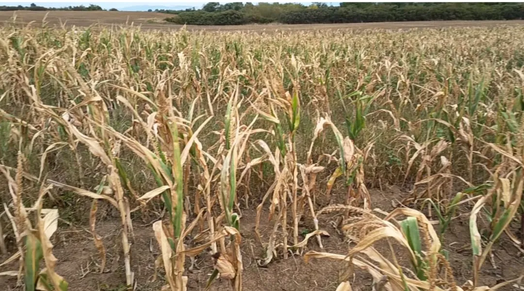 Project No. 32533294 image