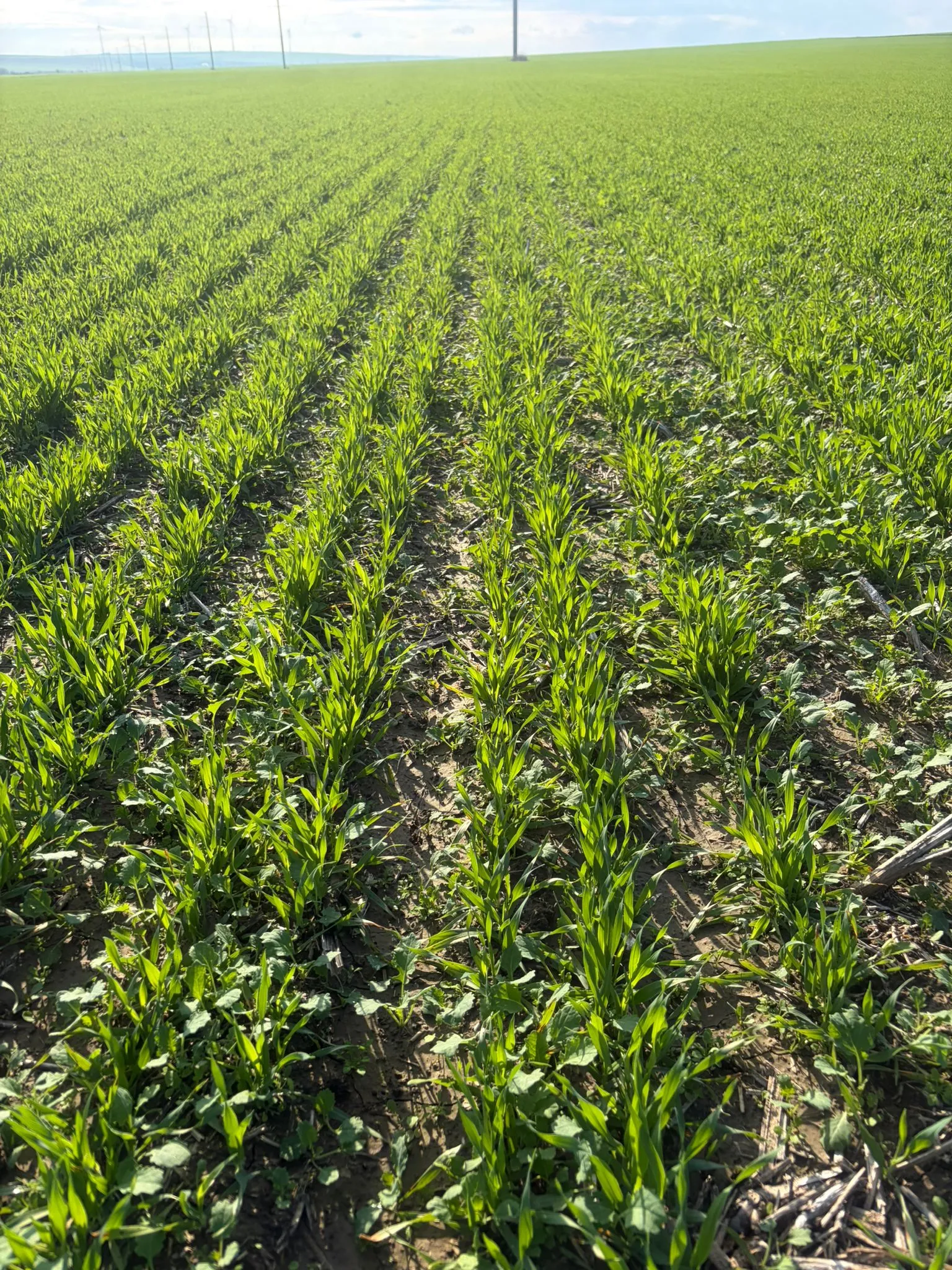 Project No. 32533994 image