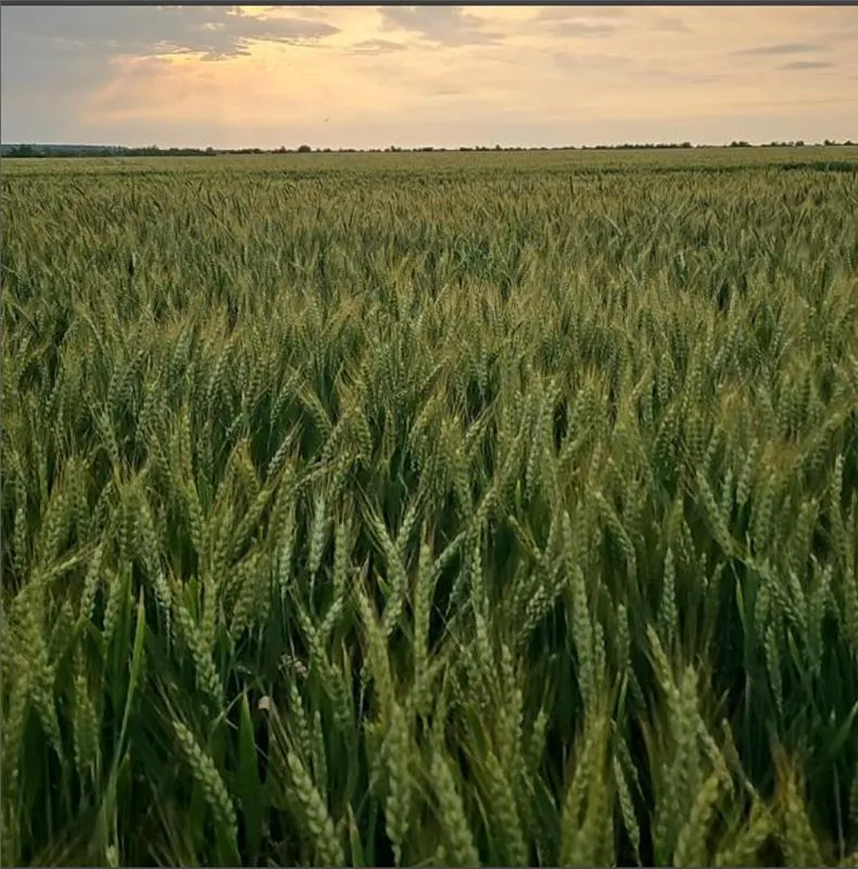 Project No. 32544365 image