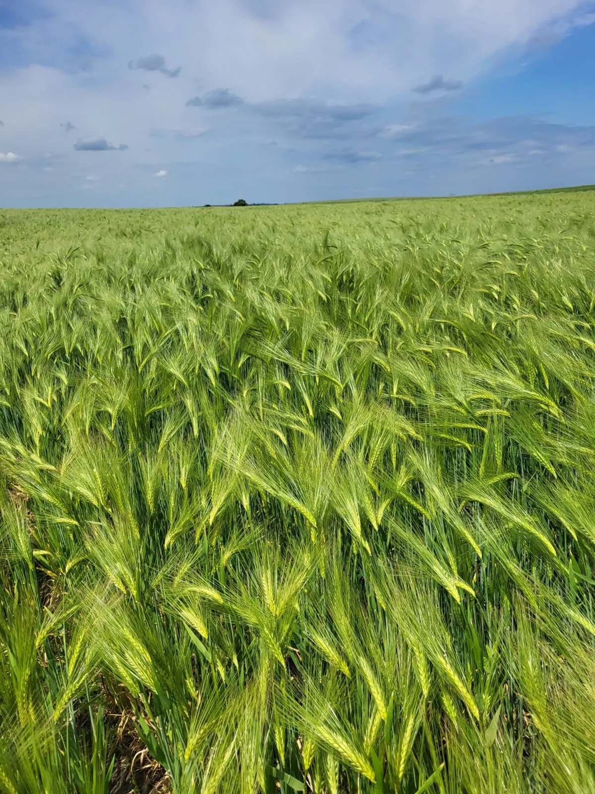 Project No. 32553874 image