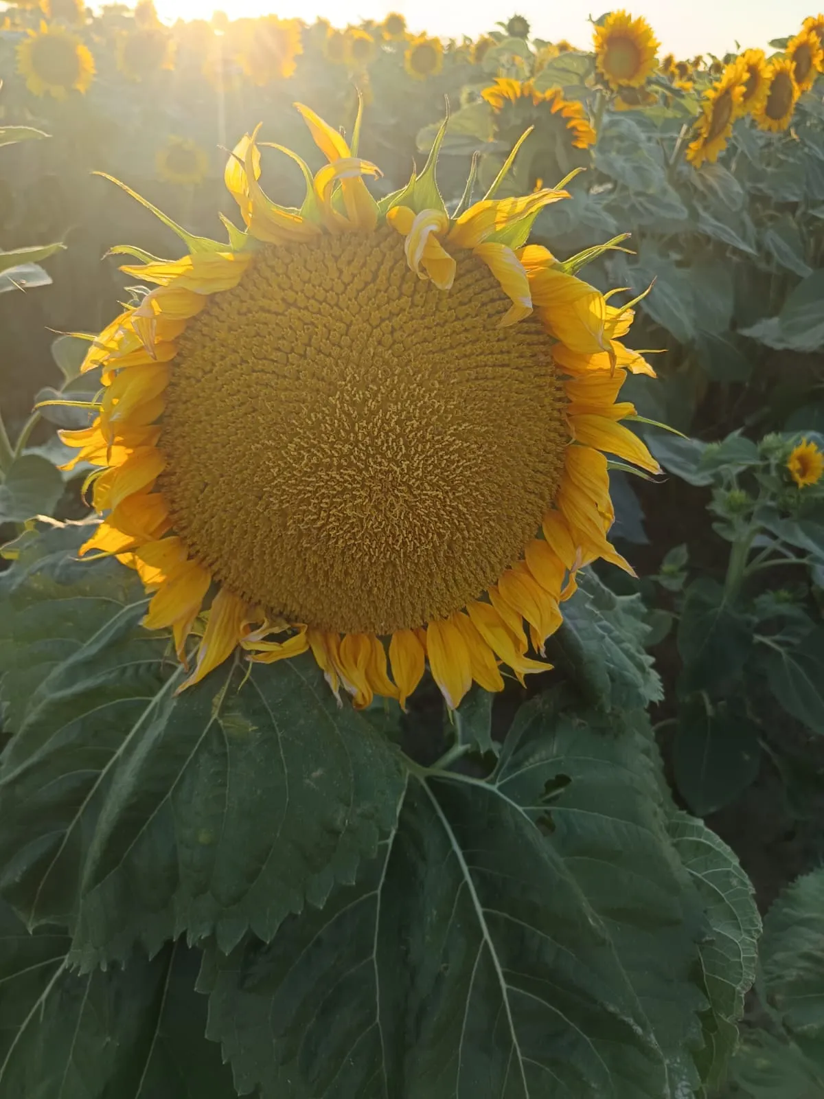 Project No. 32570604 image