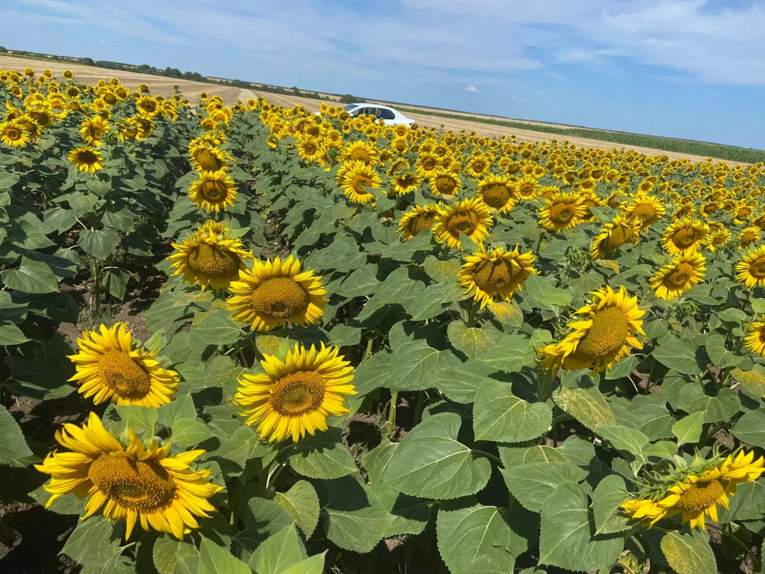 Project No. 32580063 image