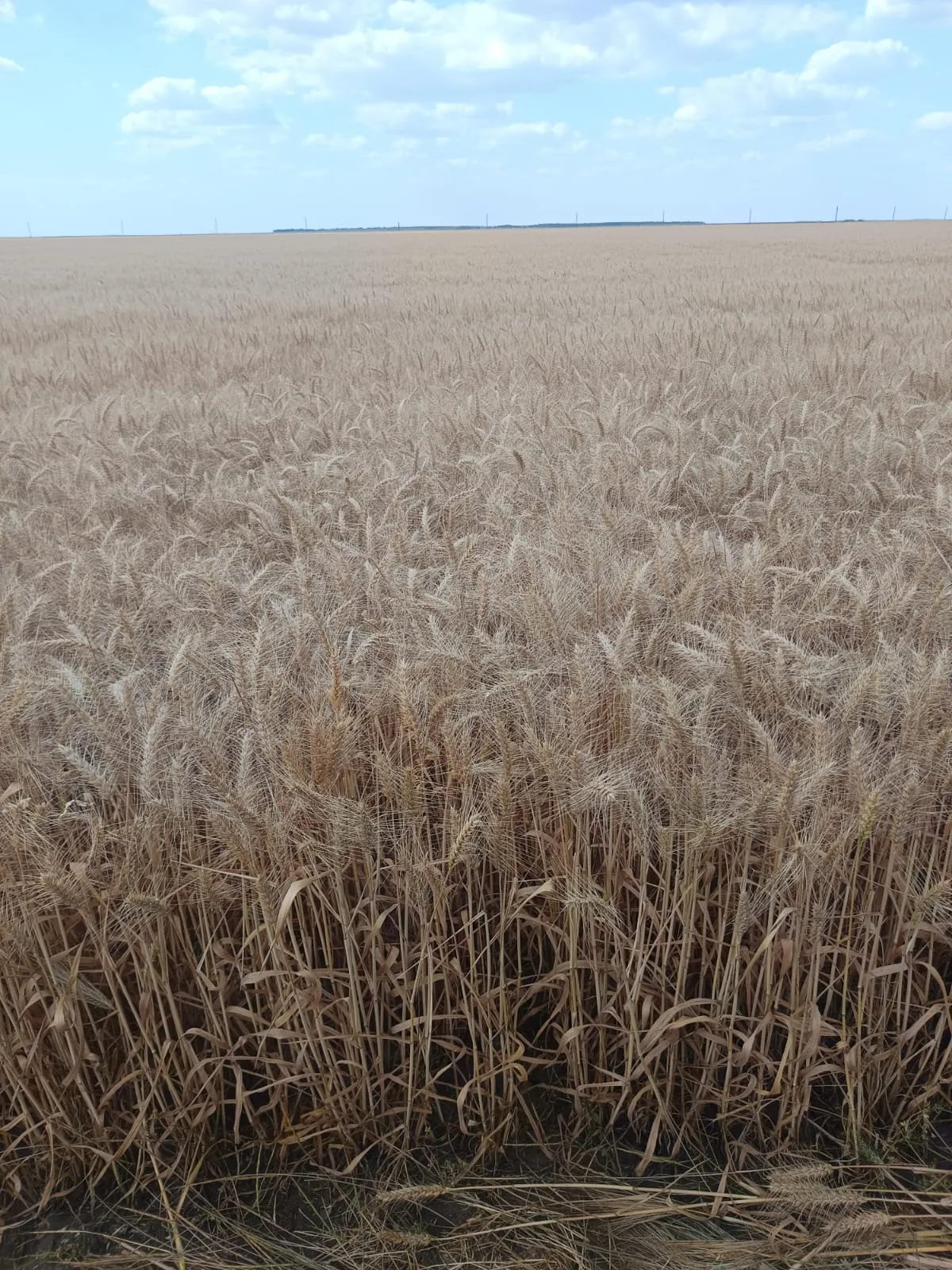 Project No. 32599825 image