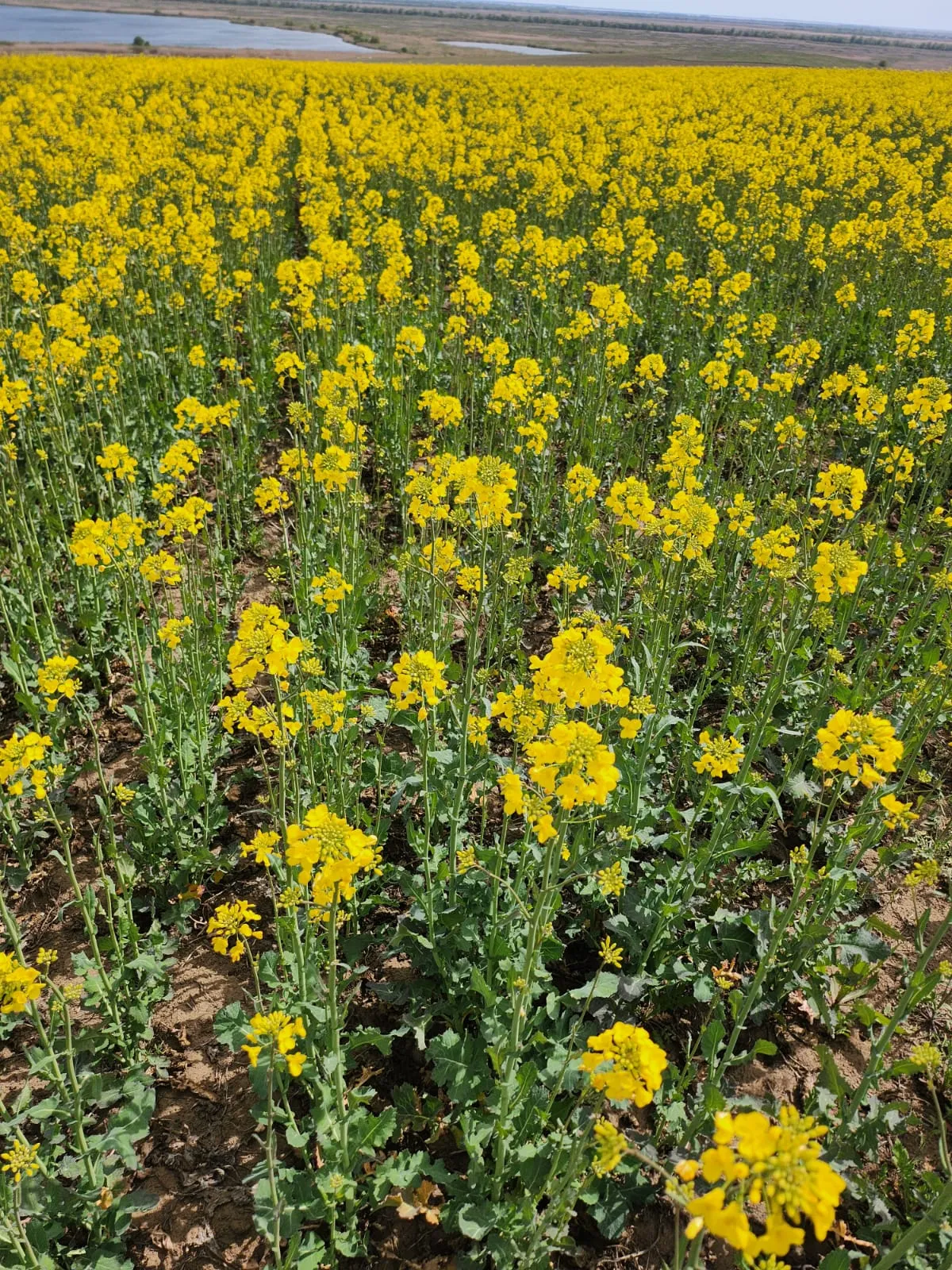 Project No. 32617673 image