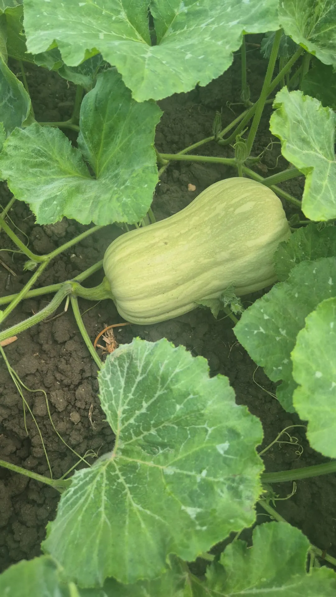 Project No. 32633419 image