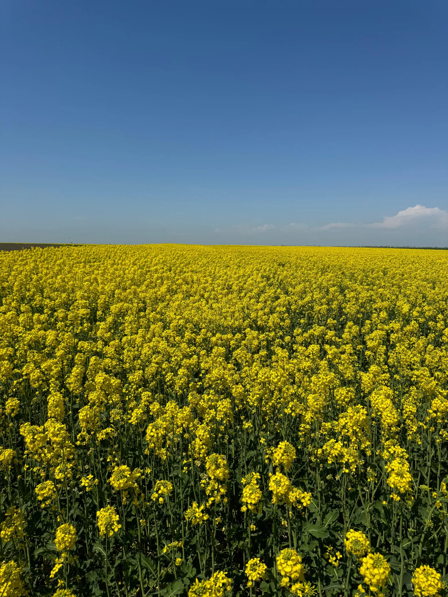 Project No. 32649155 image