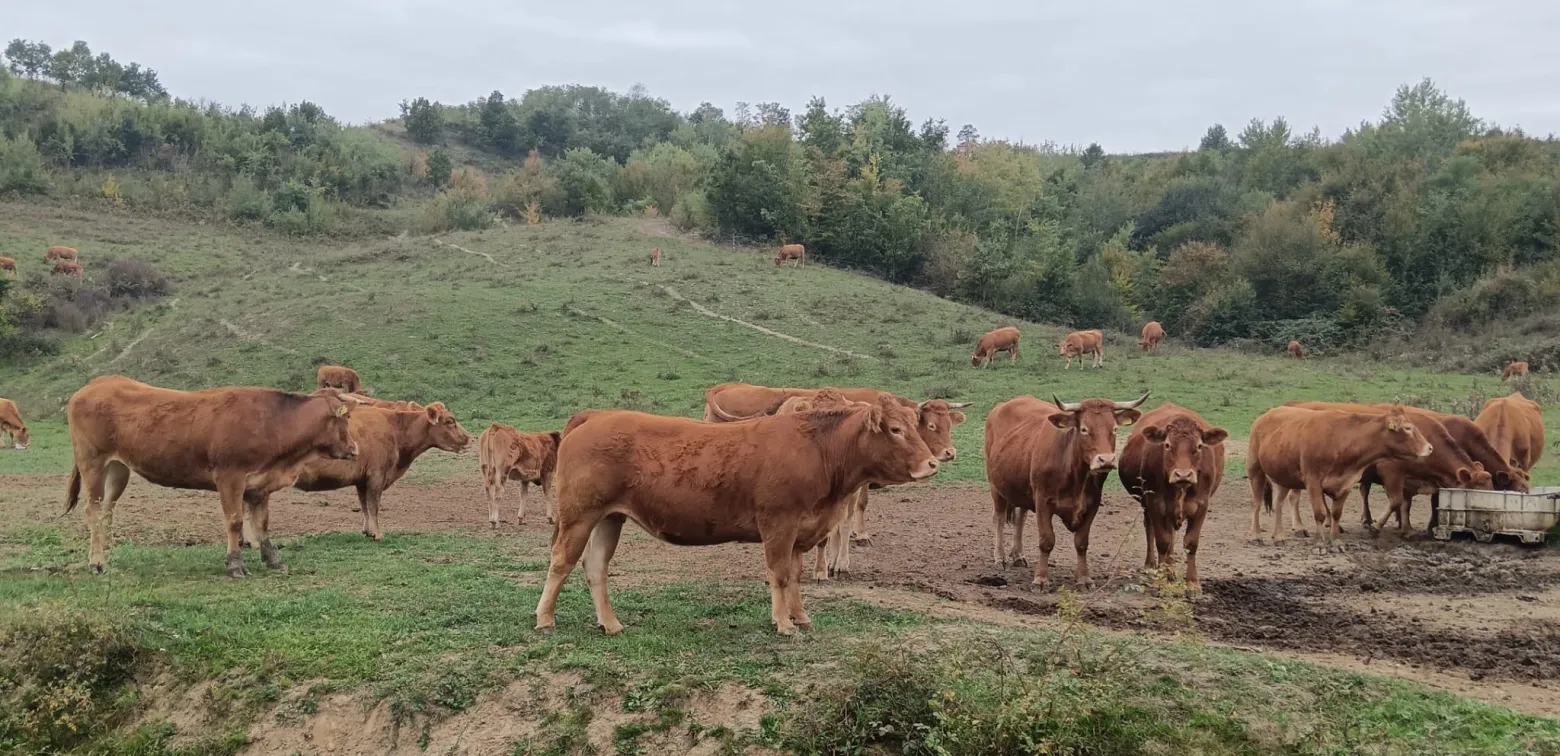 Project No. 32664712 image