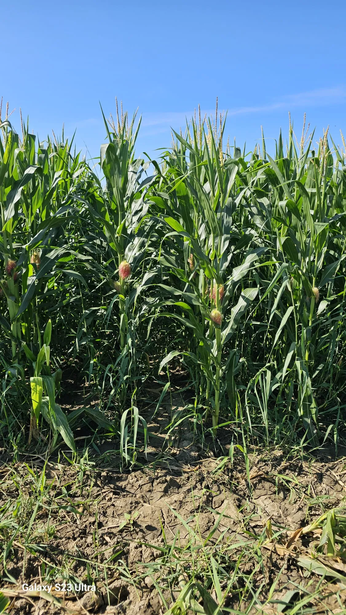 Project No. 32665641 image