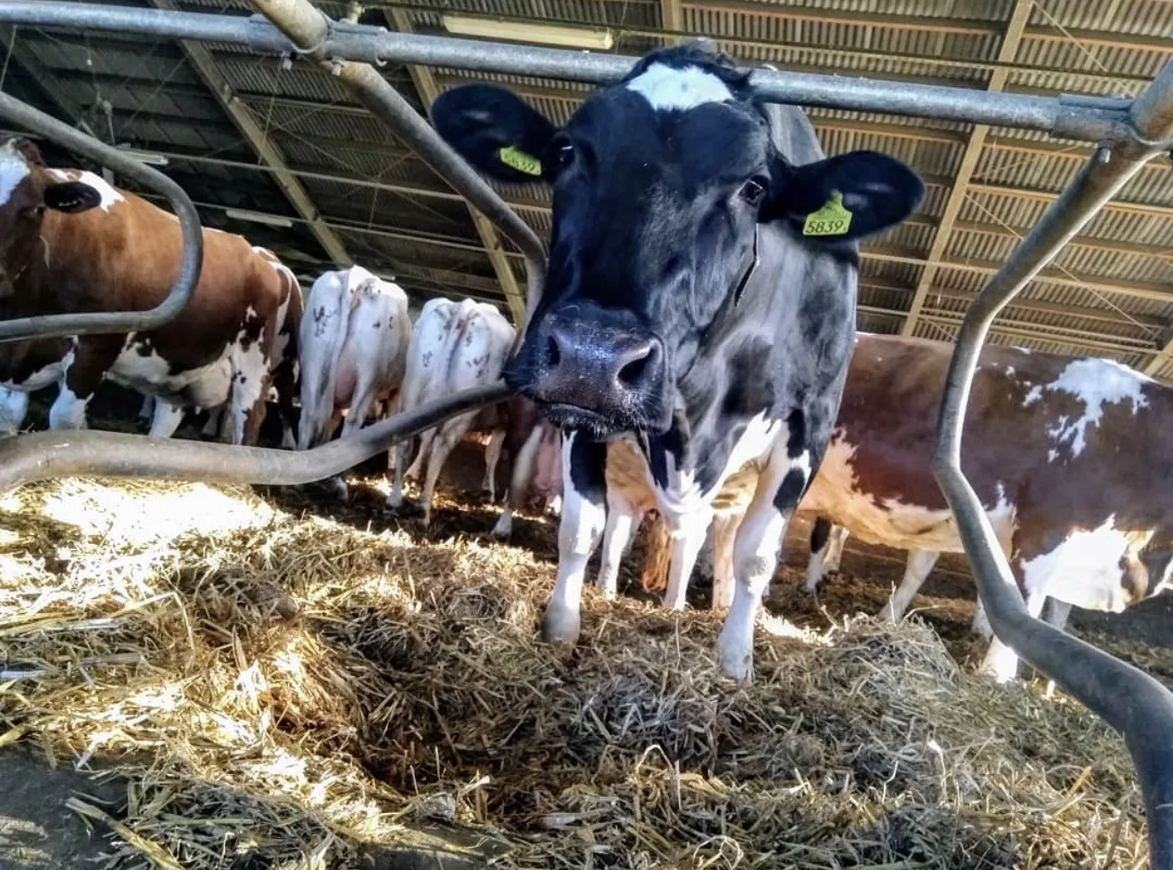 Project No. 42633183 image